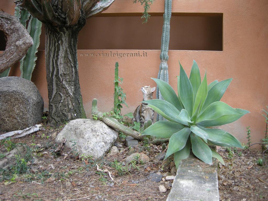 Via Dei Gerani B&B Sìnnai Dış mekan fotoğraf