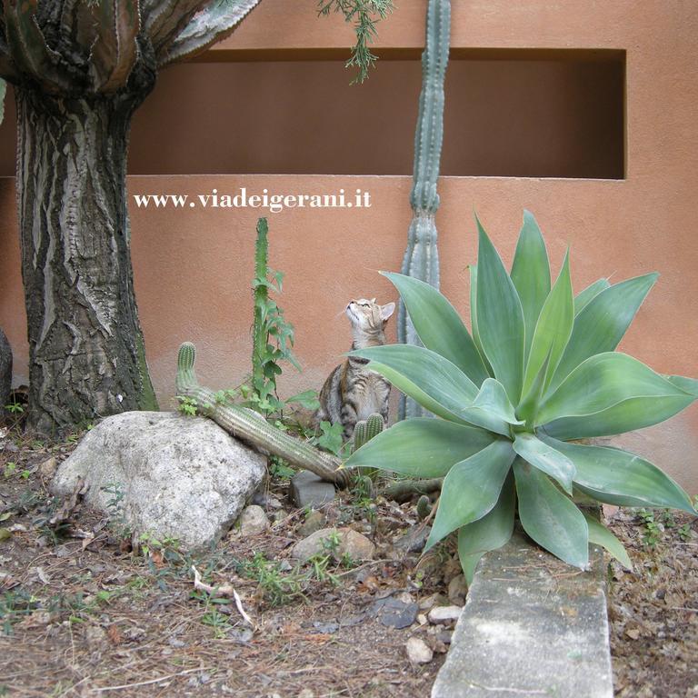 Via Dei Gerani B&B Sìnnai Dış mekan fotoğraf